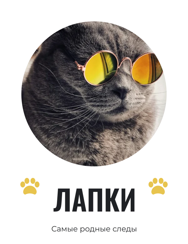 Лапы в кадре