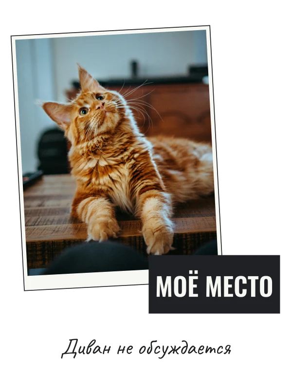 Занято любимцем